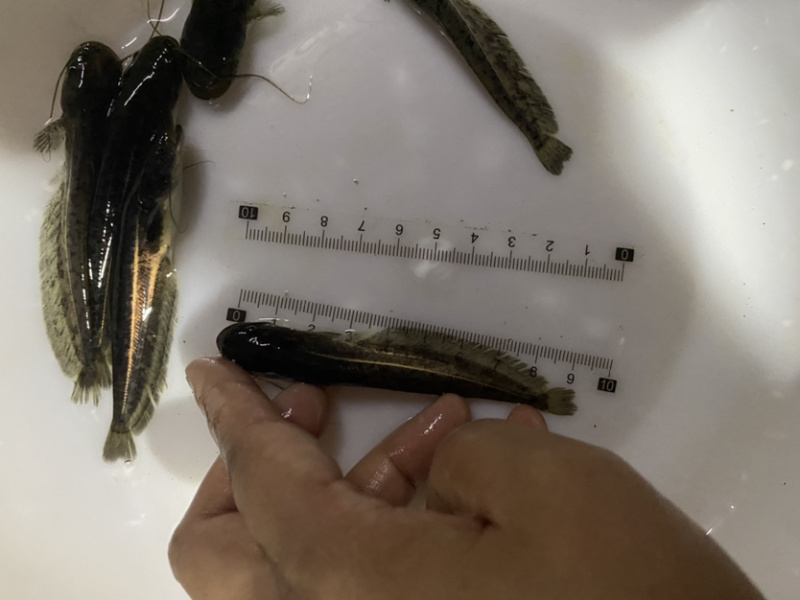 鲶鱼苗+杂交南方沟鲶鱼苗+土鲶鱼苗基地直供+黄鲶鱼苗批发