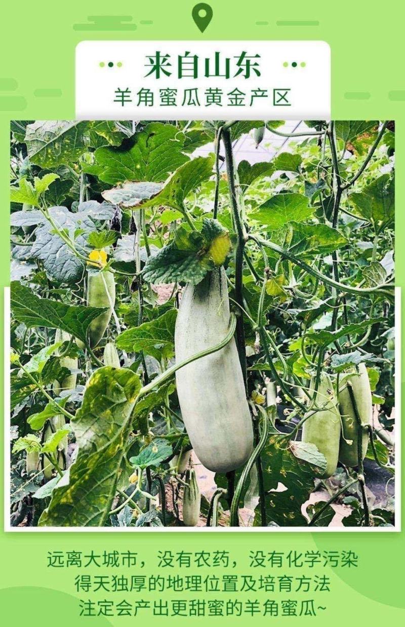 羊角蜜甜瓜博洋61大量货源，对接商超档口零售电商代发