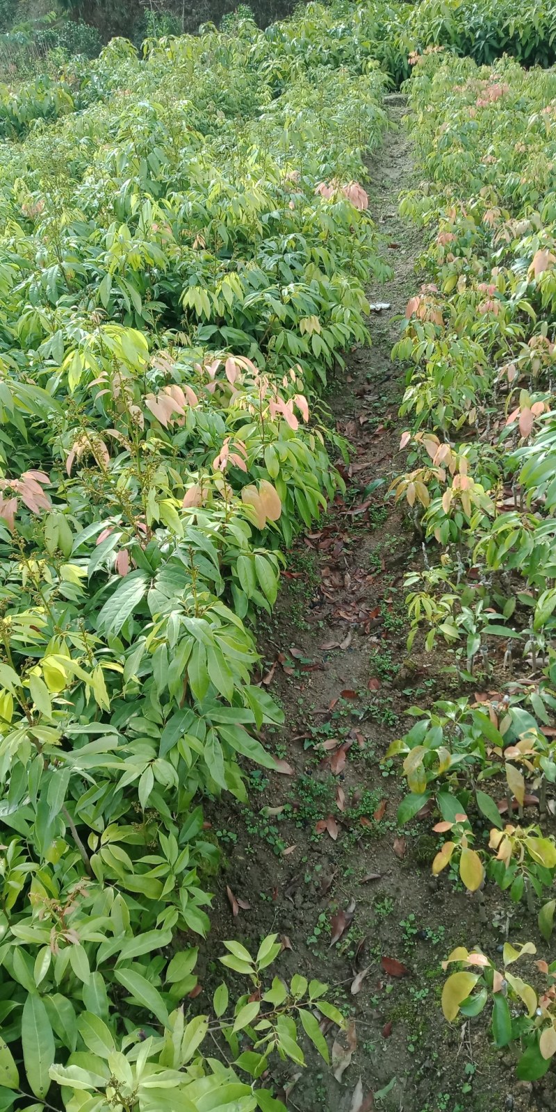 更漂亮的荔枝苗、有桂味荔枝苗/妃子笑荔枝苗等等……