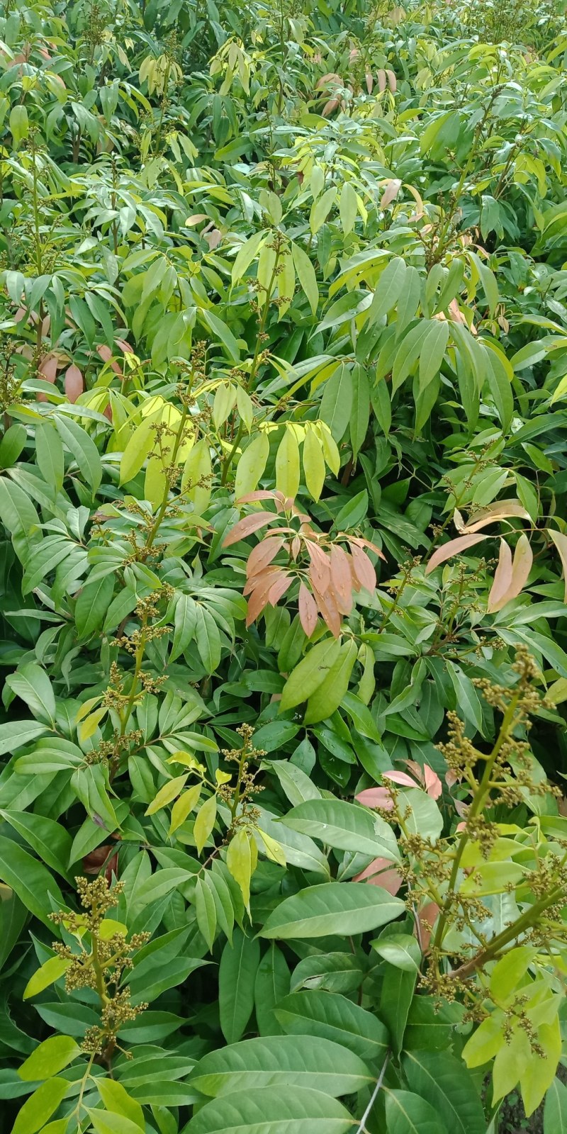 更漂亮的荔枝苗、有桂味荔枝苗/妃子笑荔枝苗等等……
