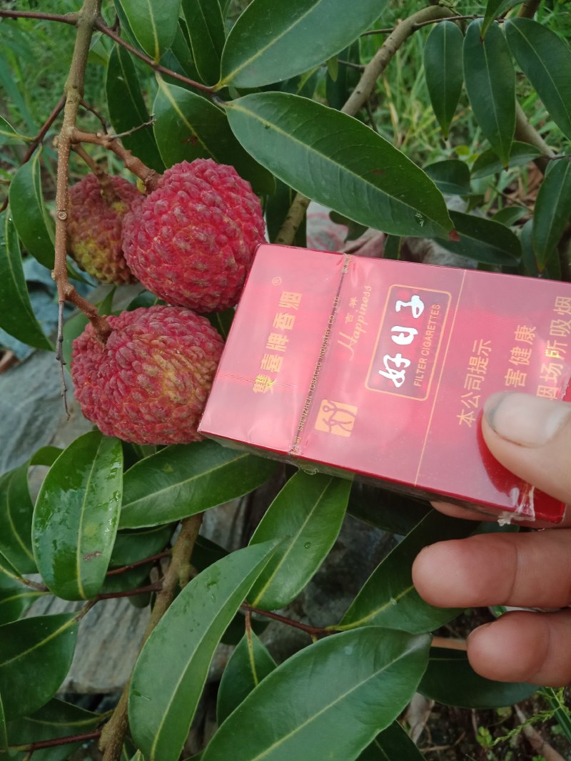 更漂亮的荔枝苗、有桂味荔枝苗/妃子笑荔枝苗等等……