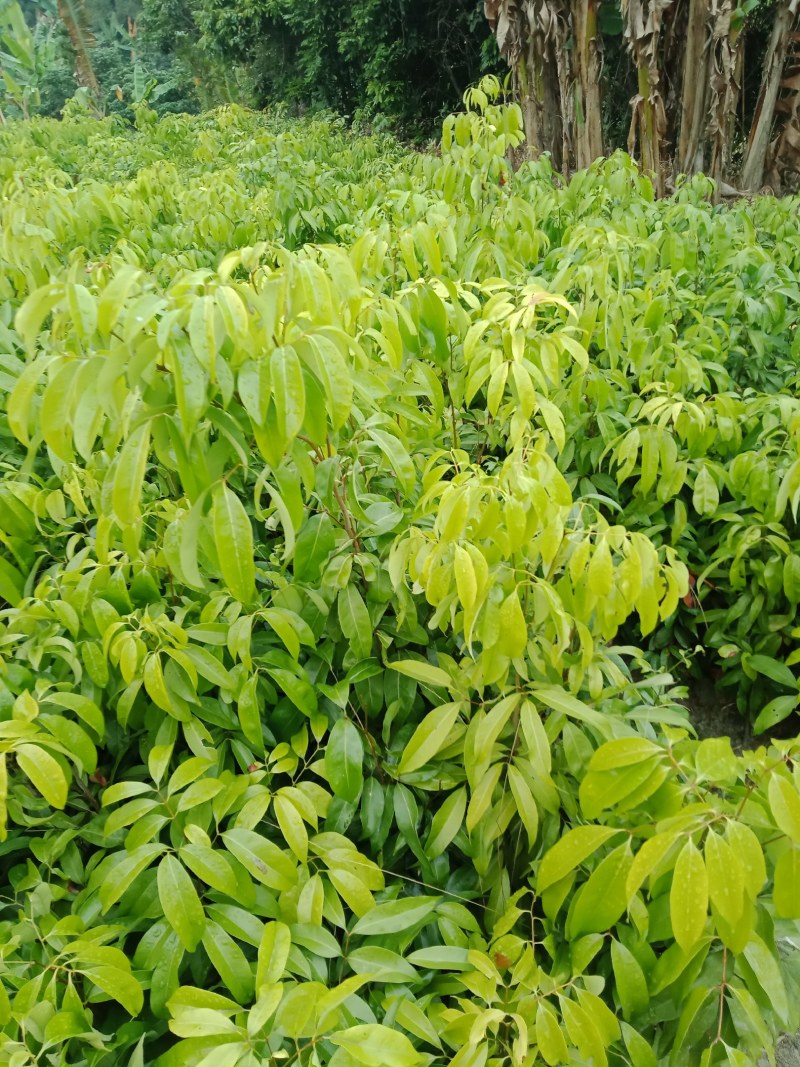 更漂亮的荔枝苗、有桂味荔枝苗/妃子笑荔枝苗等等……