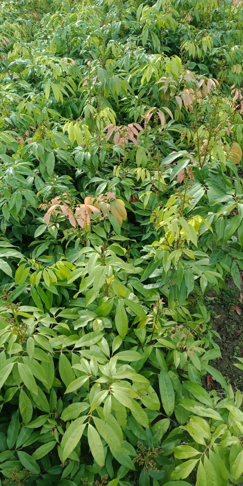 更漂亮的荔枝苗、有桂味荔枝苗/妃子笑荔枝苗等等……