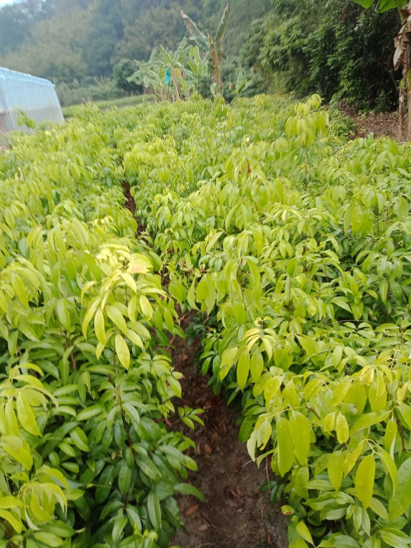更漂亮的荔枝苗、有桂味荔枝苗/妃子笑荔枝苗等等……