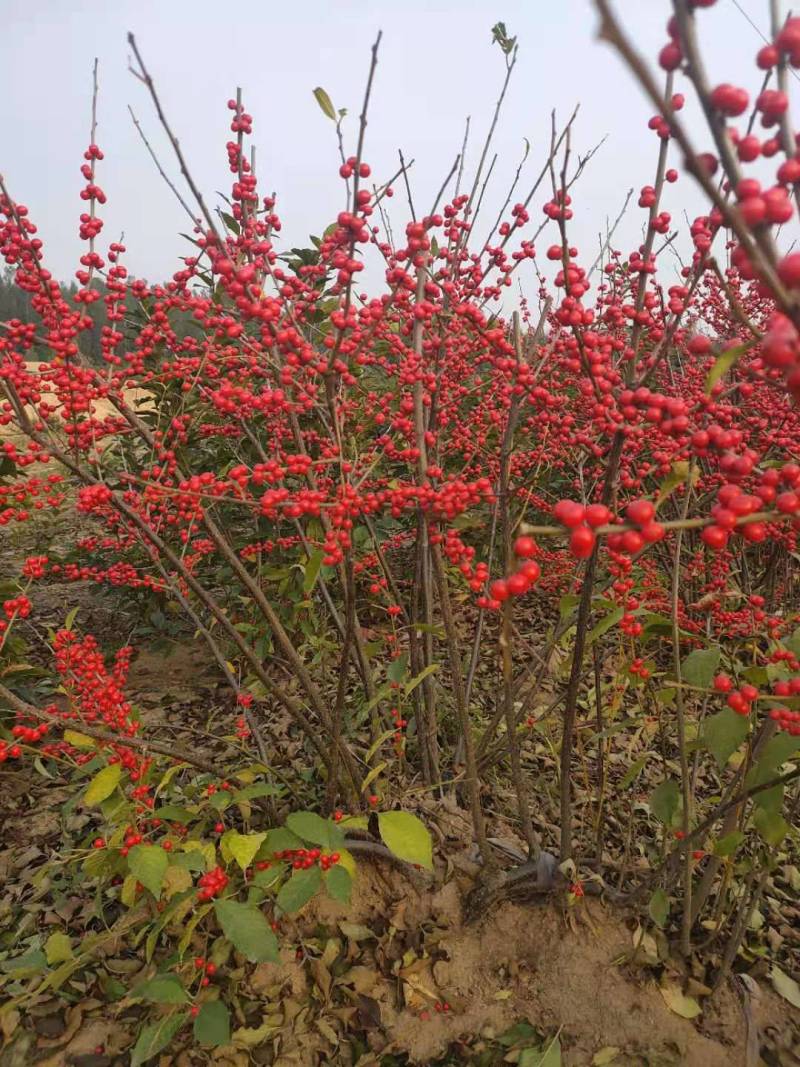 北美冬青，绿化工办园区，盆景艺术插花。