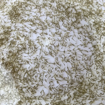 水产种苗鱼苗水花鲈鱼水花鲤鱼水花鲫鱼水花