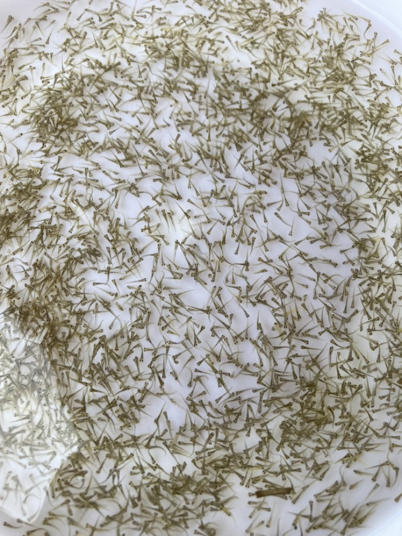 水产种苗鱼苗水花鲈鱼水花鲤鱼水花鲫鱼水花