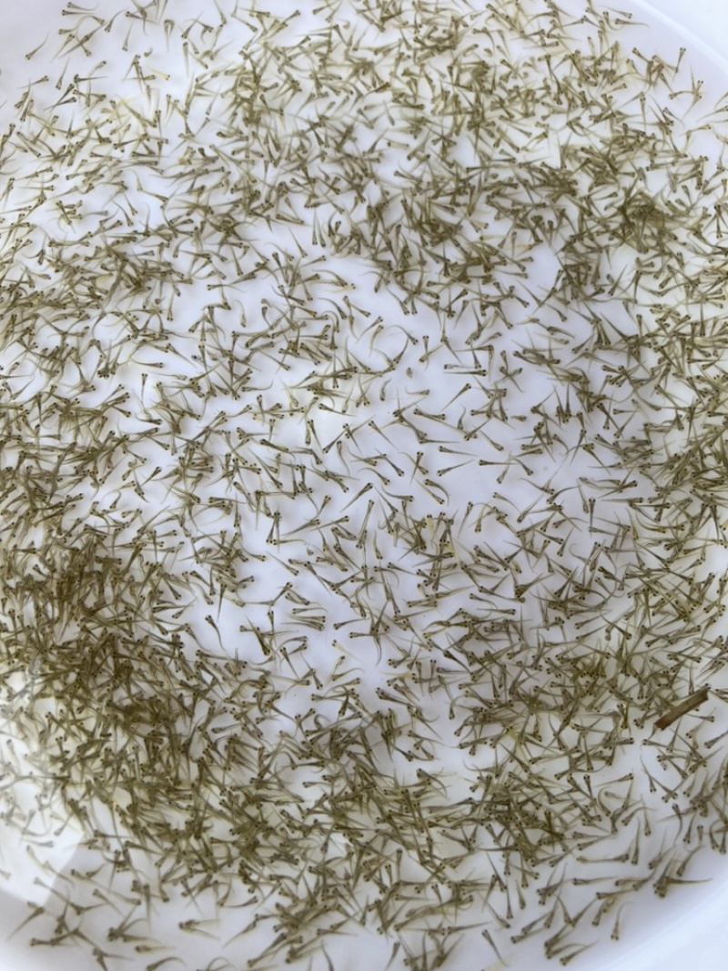 水产种苗鱼苗水花鲈鱼水花鲤鱼水花鲫鱼水花