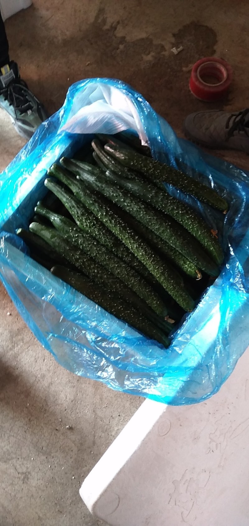 黄瓜顶花带刺绿心黄瓜瓜把短，条形直产地直大量上市产地直销