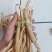 云南普洱野生牛膝_只售鲜货