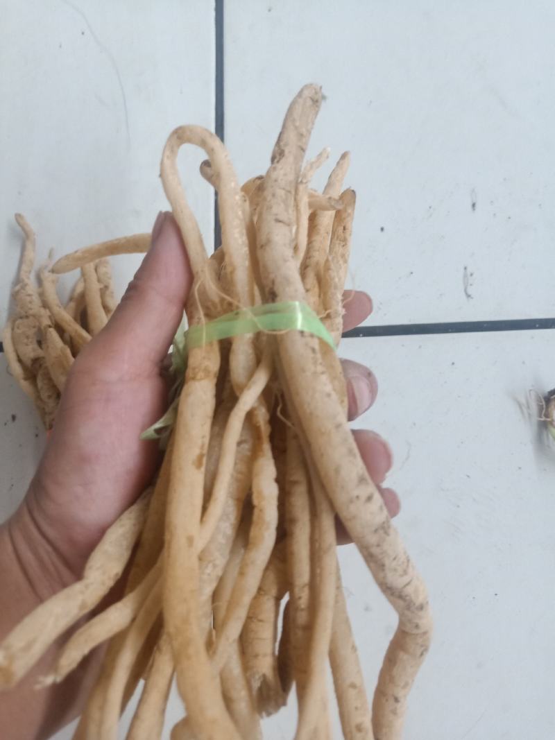 云南普洱野生牛膝_只售鲜货