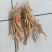 云南普洱野生牛膝_只售鲜货