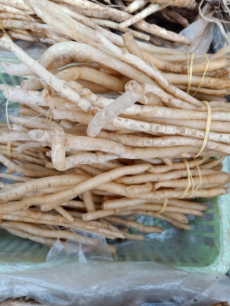 云南普洱野生牛膝_只售鲜货