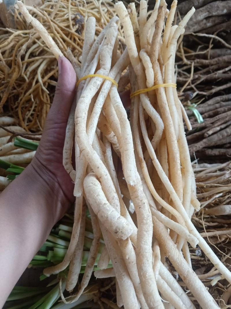 云南普洱野生牛膝_只售鲜货