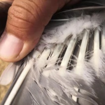 马岗鹅3天前拍的照片85重量8.34