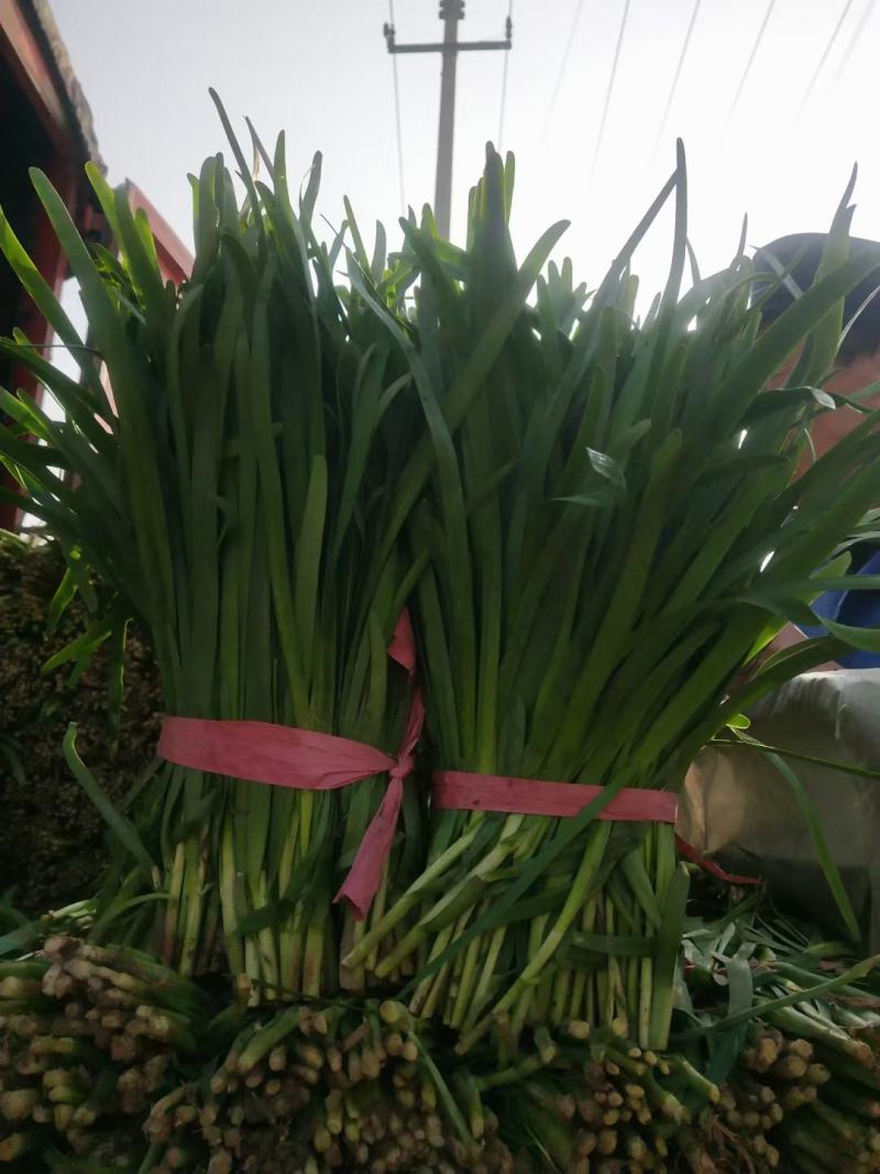 韭菜头刀韭菜大量有货