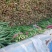 韭菜头刀韭菜大量有货