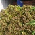 韭菜头刀韭菜大量有货