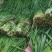 韭菜头刀韭菜大量有货