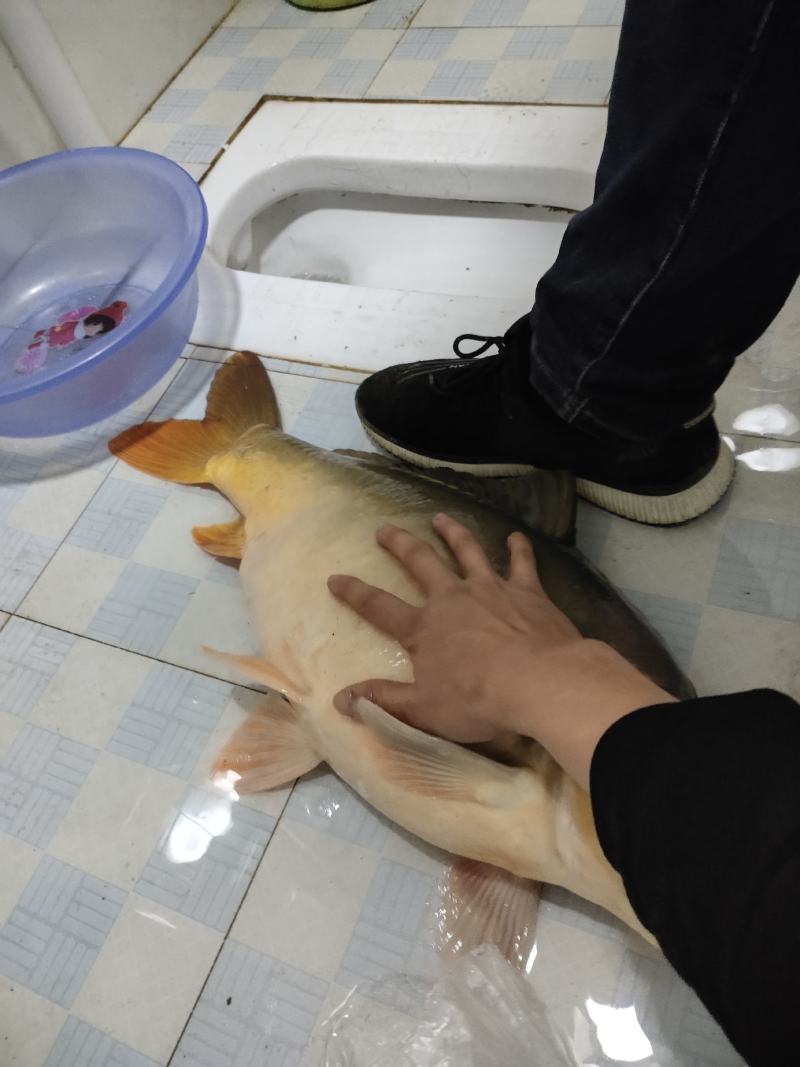 优质裸斑鲤鱼(无甲)一手货源，无中间商。