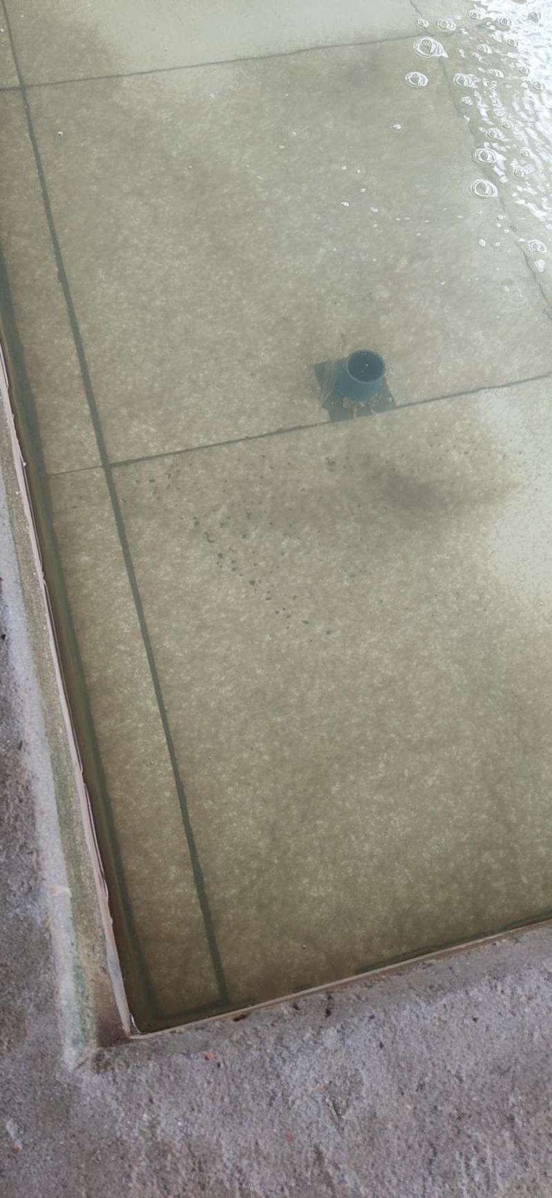 优质黄颡鱼(黄骨鱼)水花苗，一手货源，无中间商。