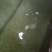 优质黄颡鱼(黄骨鱼)水花苗，一手货源，无中间商。