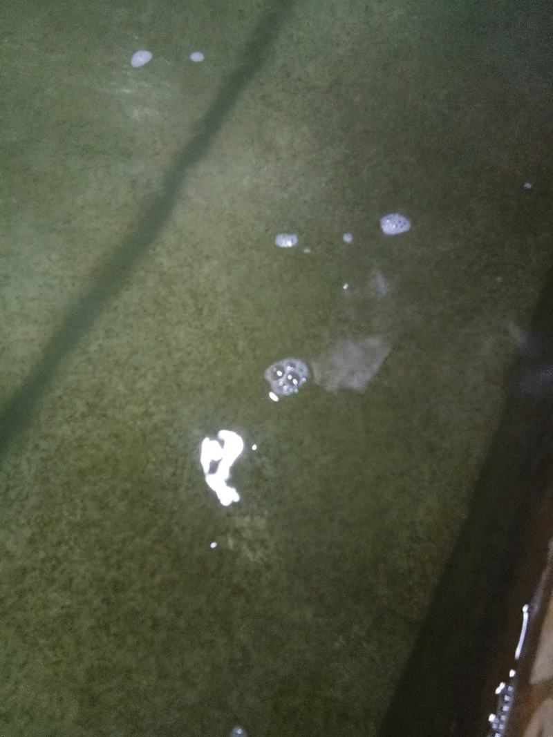 优质黄颡鱼(黄骨鱼)水花苗，一手货源，无中间商。