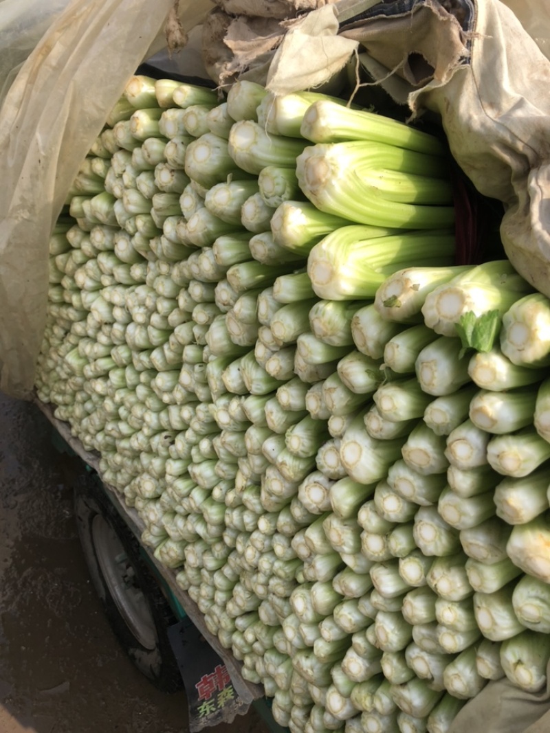 热销🔥邯郸精品芹菜大量供应需要的老板可以联系