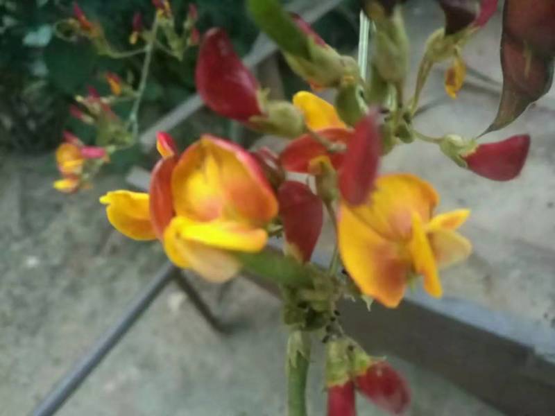 木豆种子