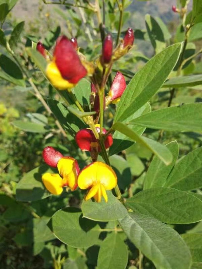 木豆种子