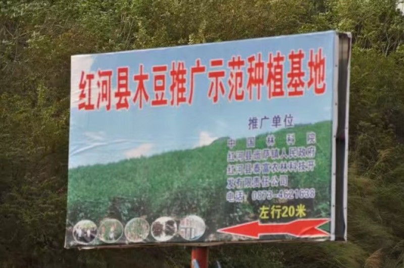 木豆种子