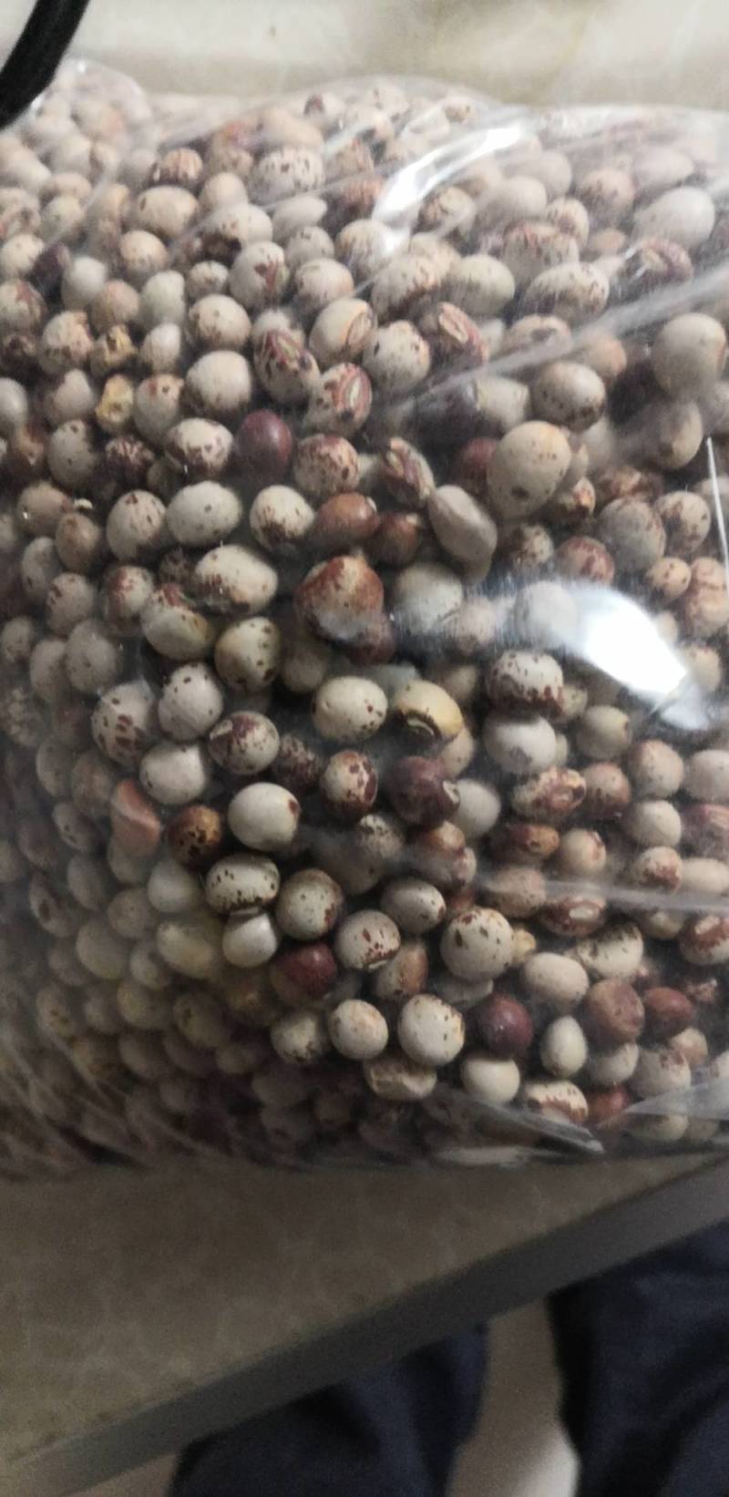 木豆种子