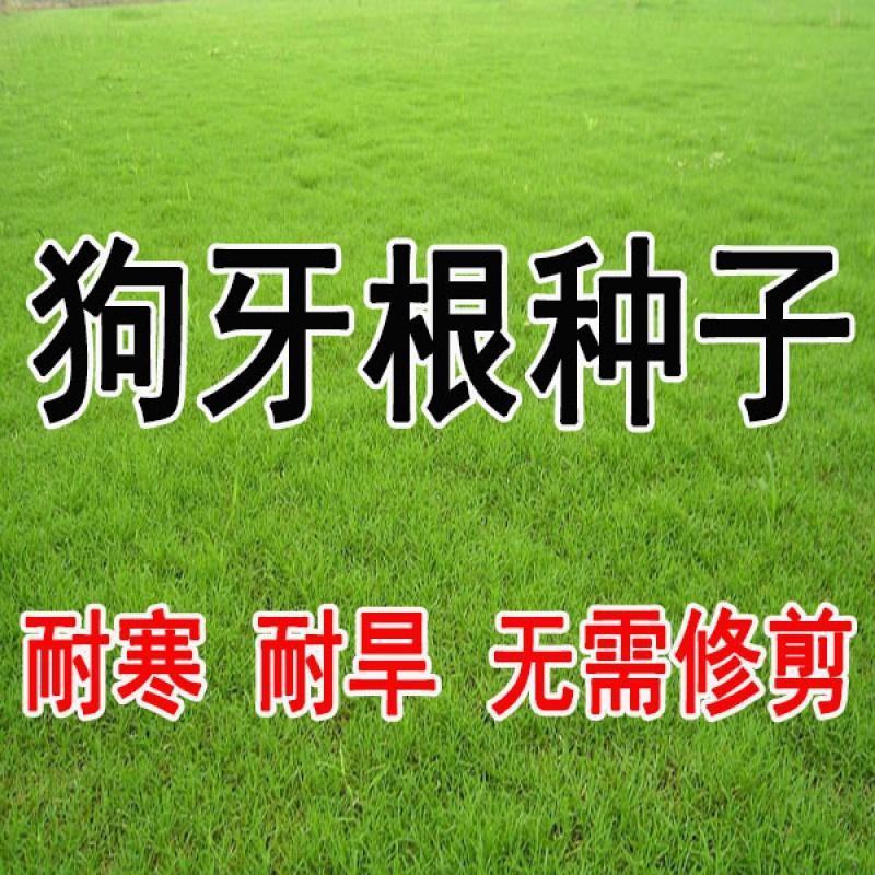 进口百慕大草坪种子四季常青耐践踏低矮免修剪