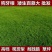 进口百慕大草坪种子四季常青耐践踏低矮免修剪