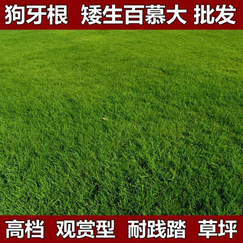 进口百慕大草坪种子四季常青耐践踏低矮免修剪