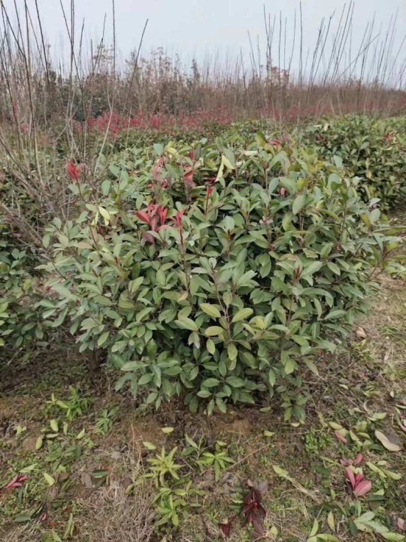 红叶石楠球冠幅1～3米，精品球，冠幅饱满，苗农直销