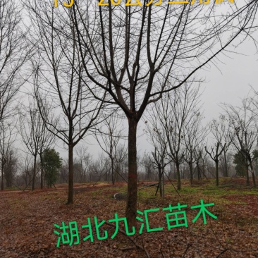 三角枫五角枫元宝枫12～20公分