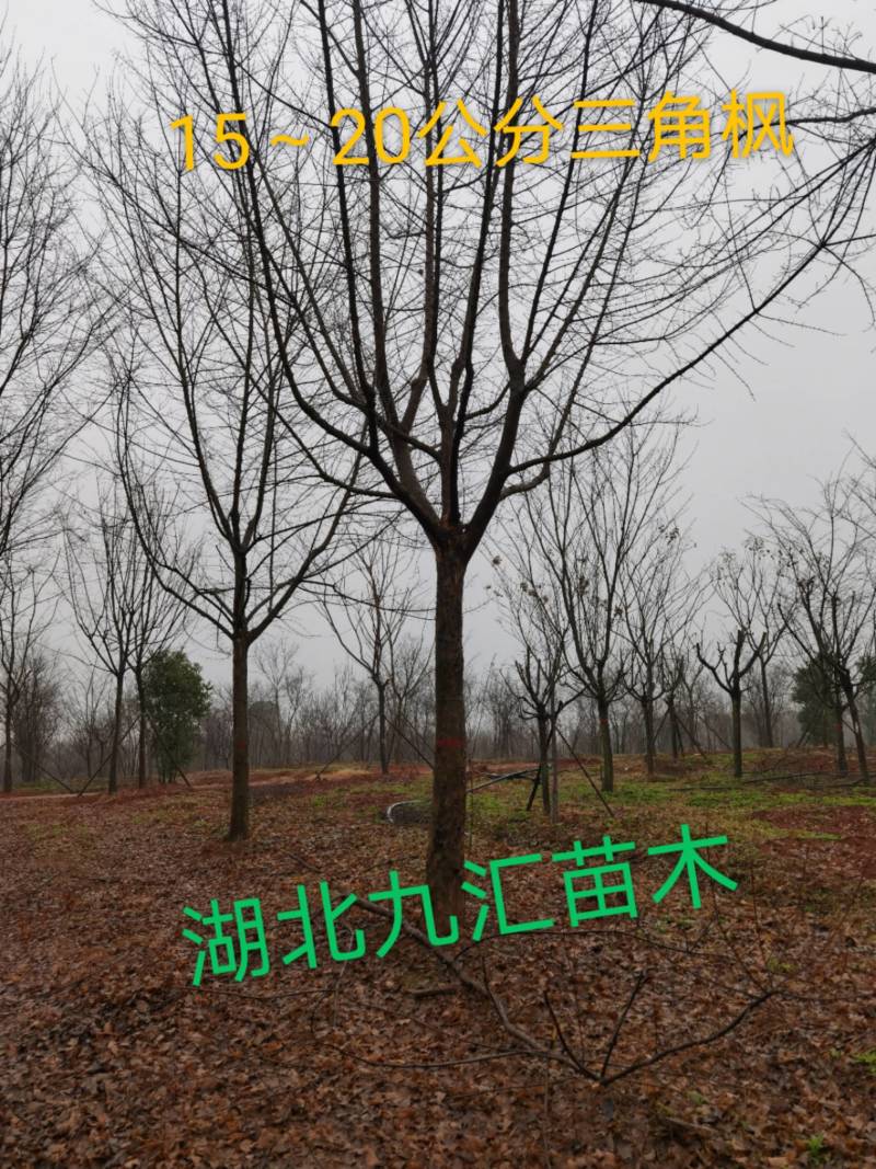 三角枫五角枫元宝枫12～20公分