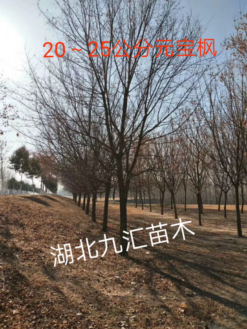 三角枫五角枫元宝枫12～20公分