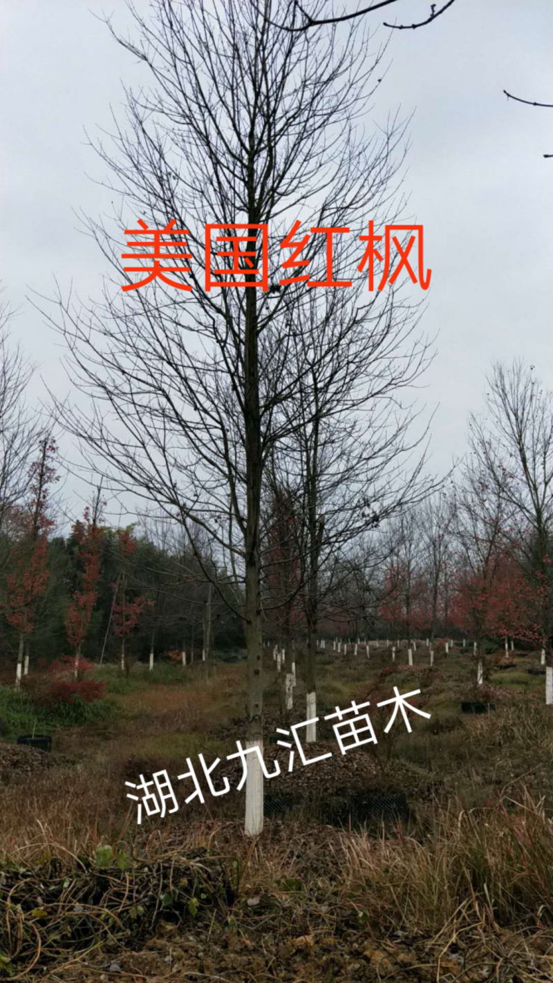 三角枫五角枫元宝枫12～20公分