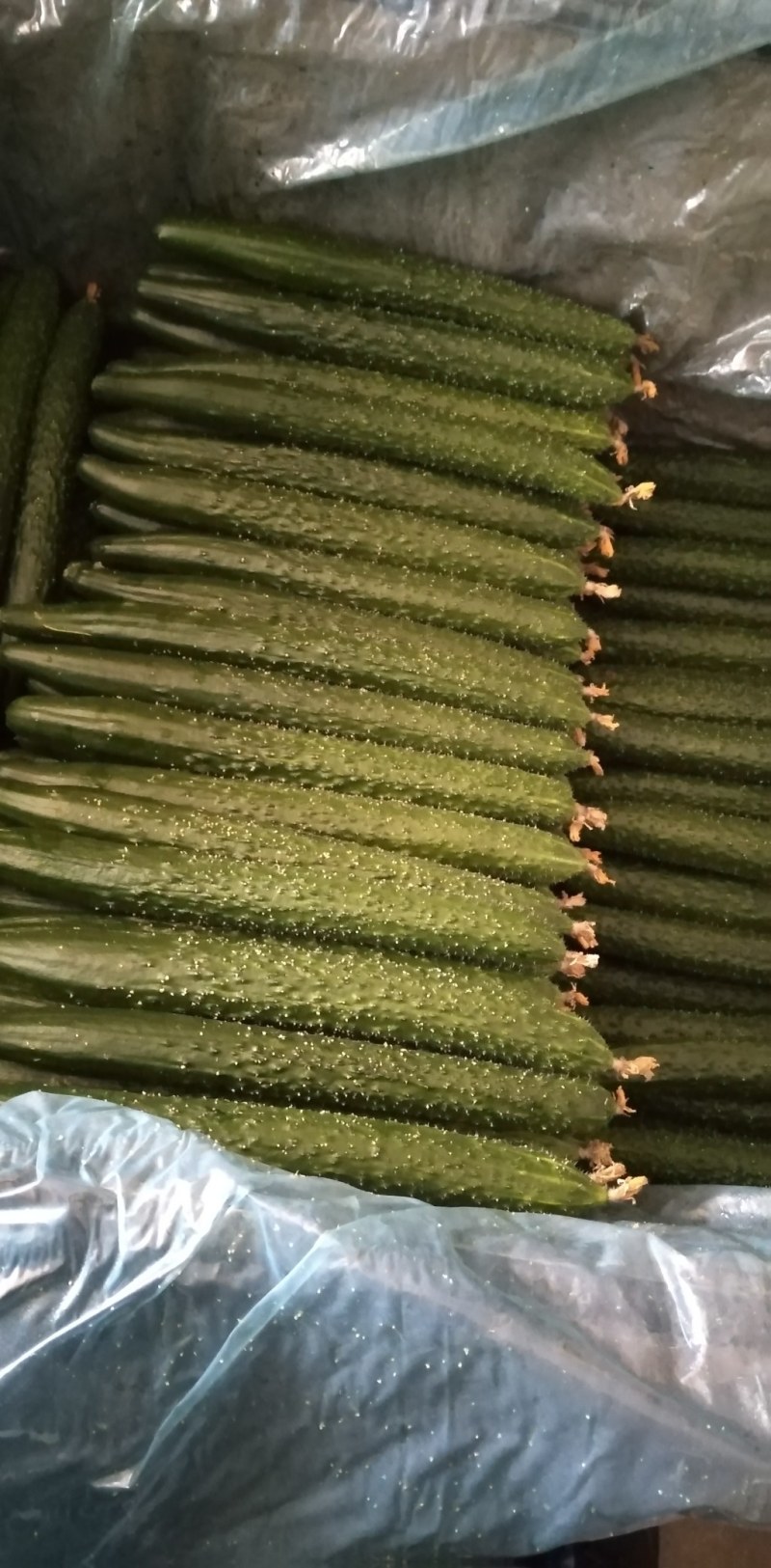 黄瓜大量现货产地直销