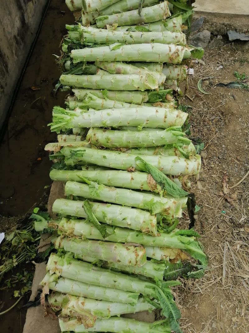 少量光杆莴笋上市啦需要的联系我