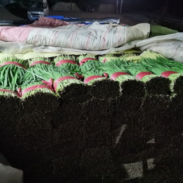 精品二刀菜根粗叶绿板板正正