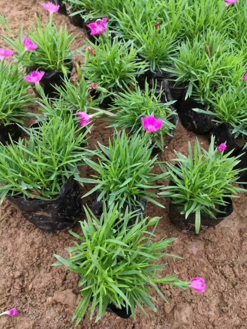 欧石竹粉贝#常年开花，冬天长绿（俗称开花机器）