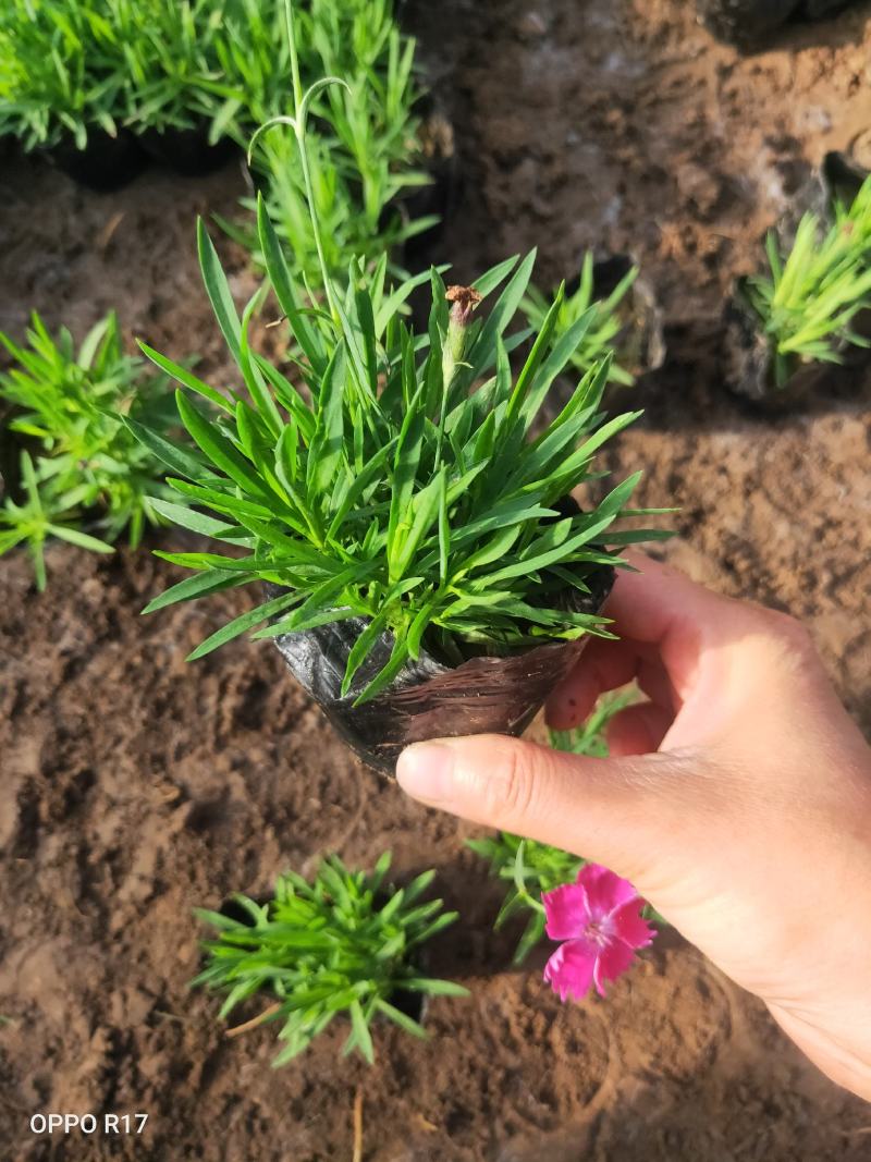 欧石竹粉贝#常年开花，冬天长绿（俗称开花机器）