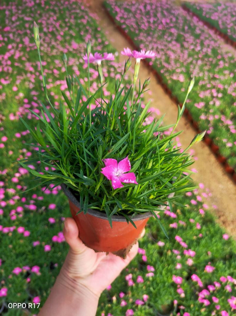 欧石竹粉贝#常年开花，冬天长绿（俗称开花机器）