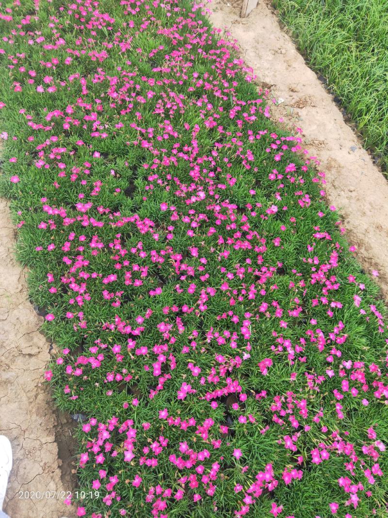 欧石竹粉贝#常年开花，冬天长绿（俗称开花机器）