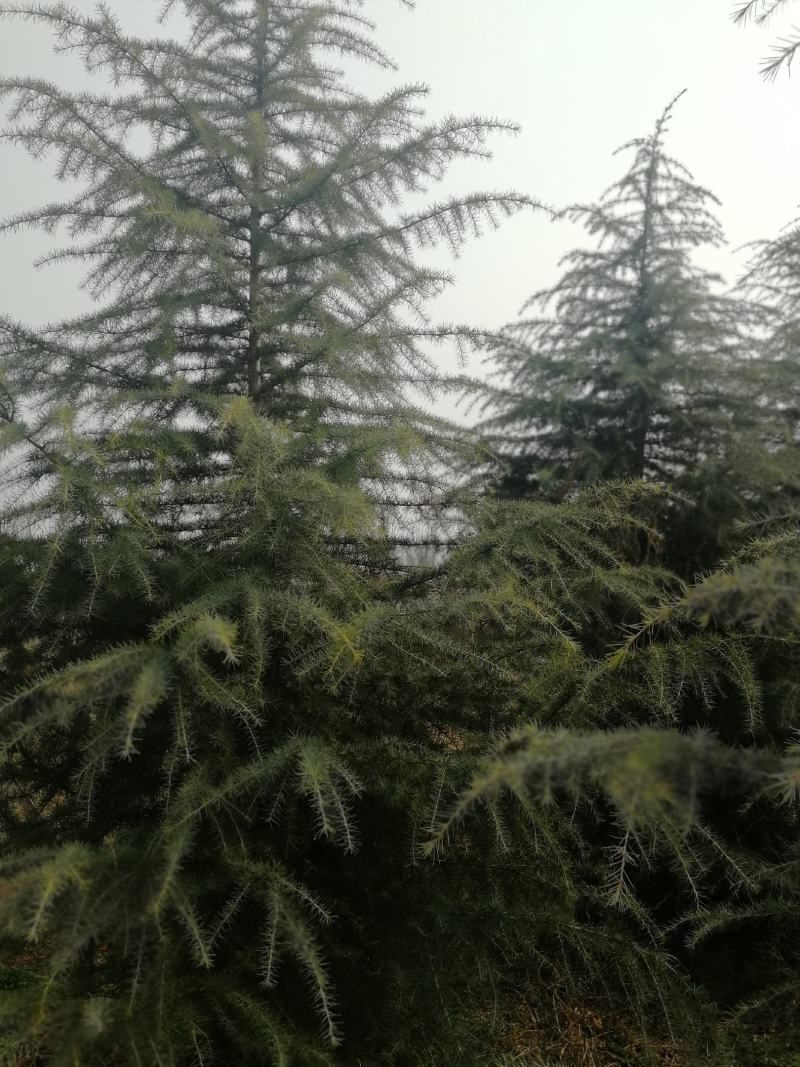 雪松白菜价啦！树型优美冠大枝密，周至本地生适应南北方地区