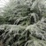 雪松白菜价啦！树型优美冠大枝密，周至本地生适应南北方地区
