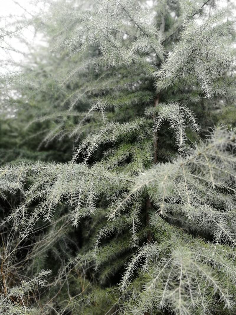 雪松白菜价啦！树型优美冠大枝密，周至本地生适应南北方地区
